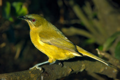 Bellbird