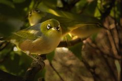 Waxeye