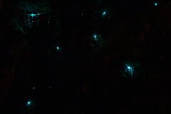 glow_worm_composite_web