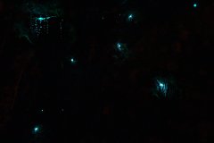 glow_worm_composite_web