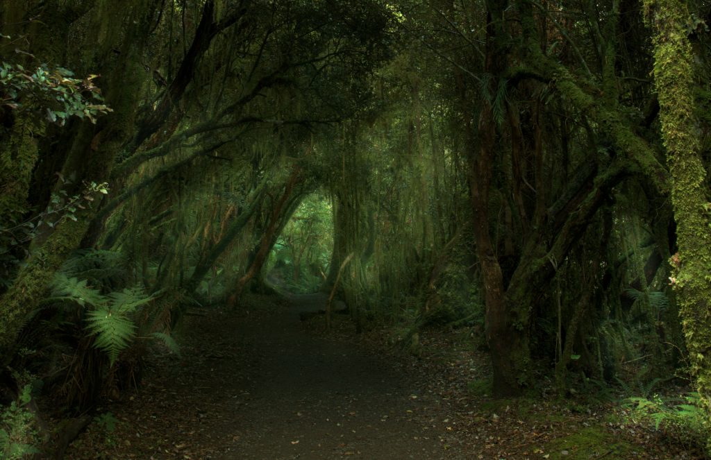 Spooky bush walk