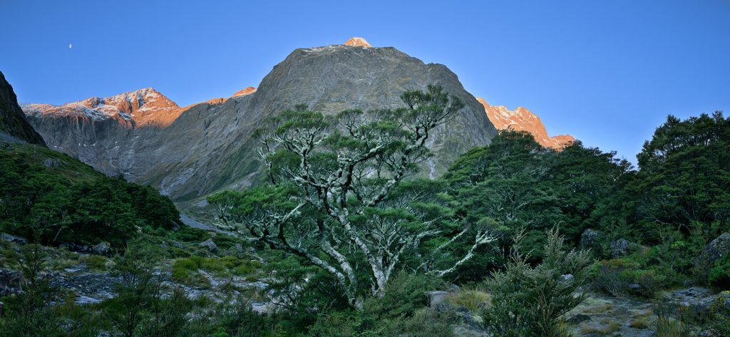 Darran Mountains with tree