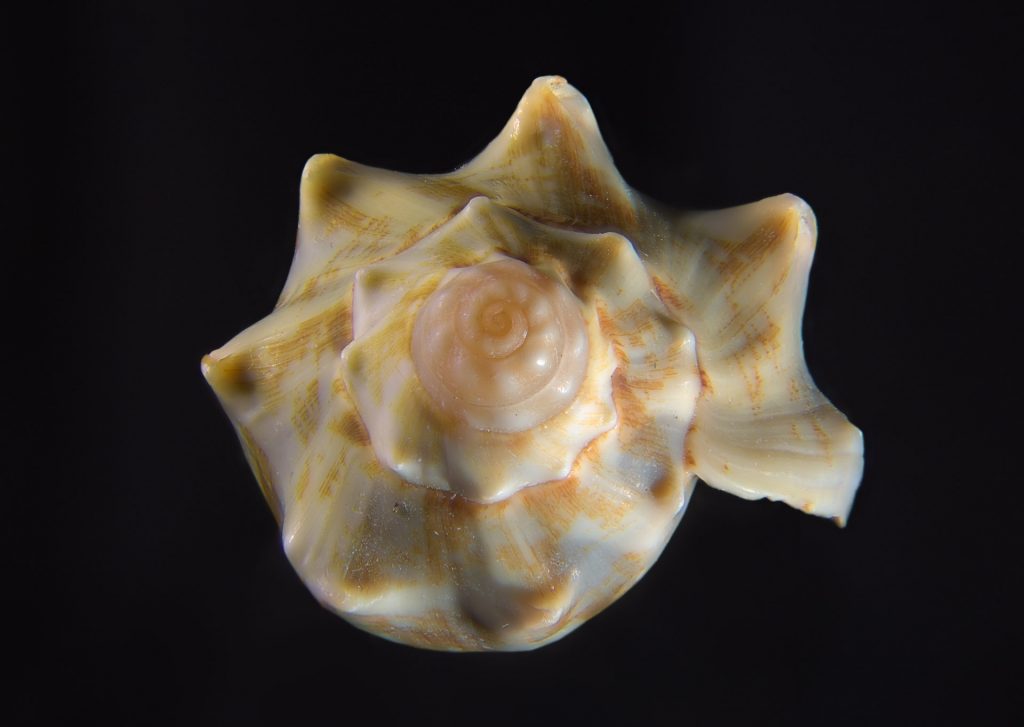 focus stacked shell, final result